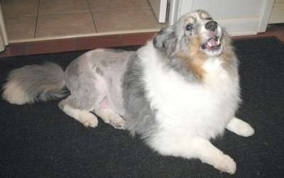 Dusty The Sheltie Singing Dusty The Sheltie Singing