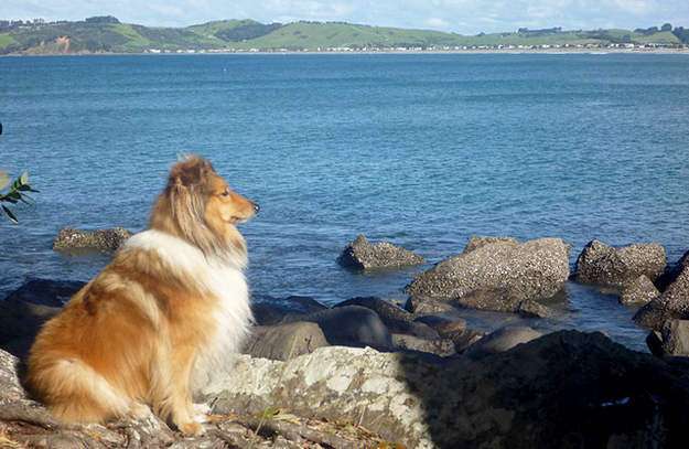 Howard standing to attention on lookout duty Howard standing to attention on lookout duty