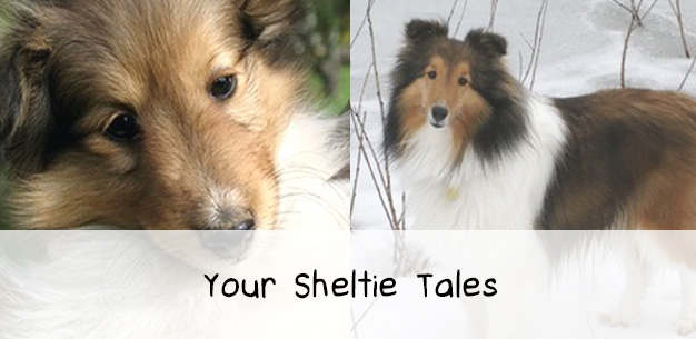 Your Sheltie Tales Your Sheltie Tales