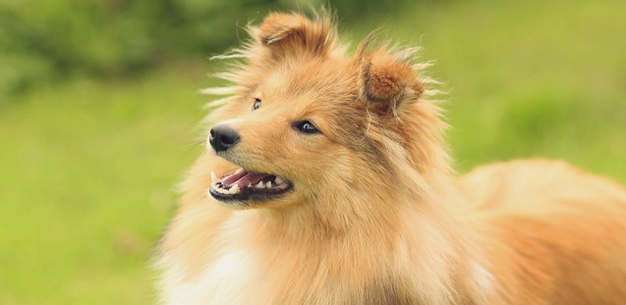 Train your Sheltie with simple demonstrations and positive reinforcement Train your Sheltie with simple demonstrations and positive reinforcement