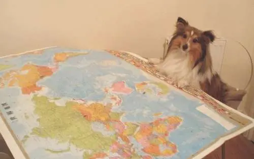 Sheltie Travel