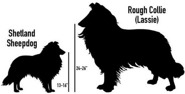 Sheltie vs Rough Collie Sheltie vs Rough Collie