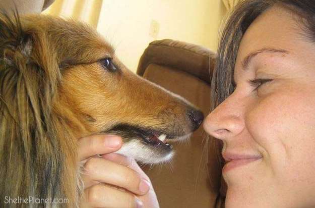 Shelties Are Gentle Shelties Are Gentle