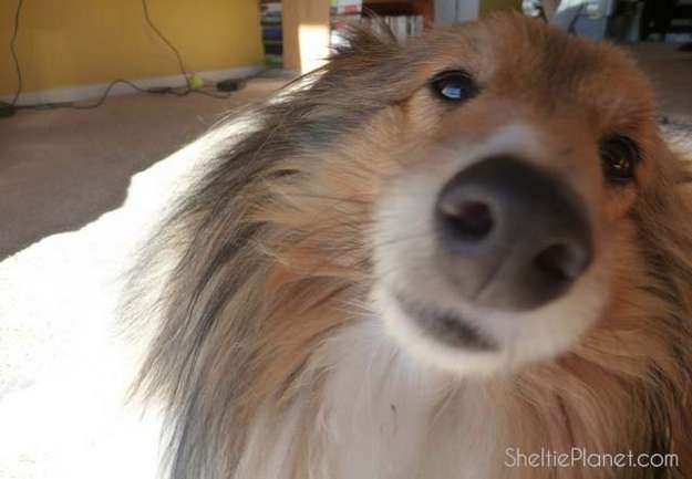 10 Things I Love About Shelties