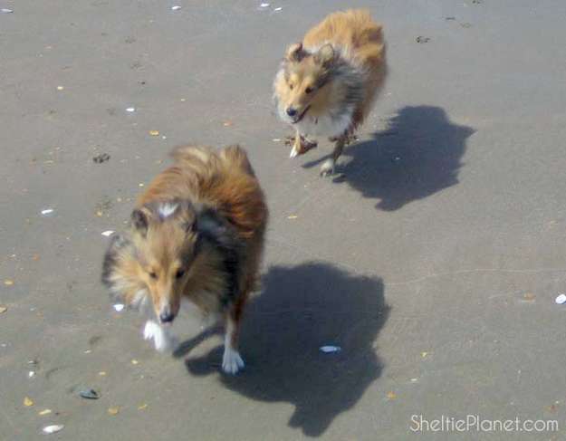 Shelties Are Playful Shelties Are Playful