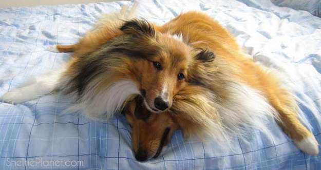 Shelties Are Quirky Shelties Are Quirky
