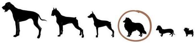 Shelties are a small dog breed Shelties are a small dog breed