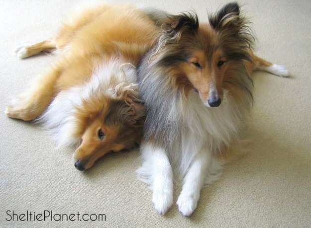 Shelties Being Sweet: Us? Bark? Never! Shelties Being Sweet: Us? Bark? Never!