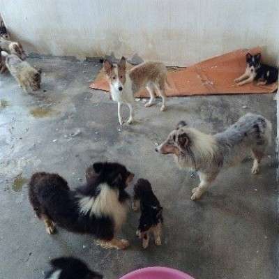 The Shelties and Collies before they were rescued from the dog meat trade in South Korea The Shelties and Collies before they were rescued from the dog meat trade in South Korea