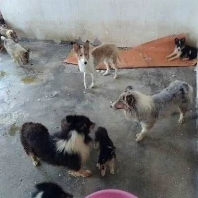 The Shelties and Collies before they were rescued from the dog meat trade in South Korea
