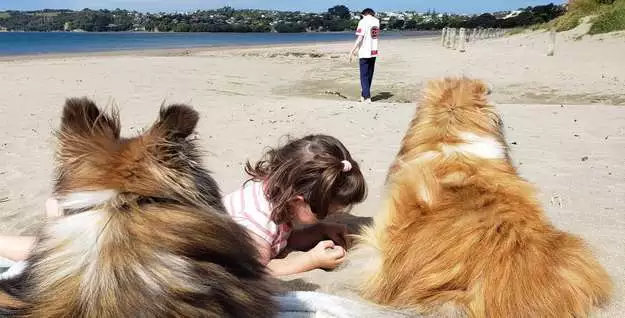 Howard and Piper keeping watch while the kids play on the beach Howard and Piper keeping watch while the kids play on the beach