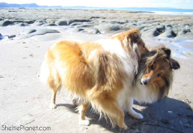 Shelties Playing at The Beach Shelties Playing at The Beach