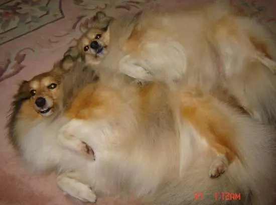 Shelties Sleeping on Their Backs