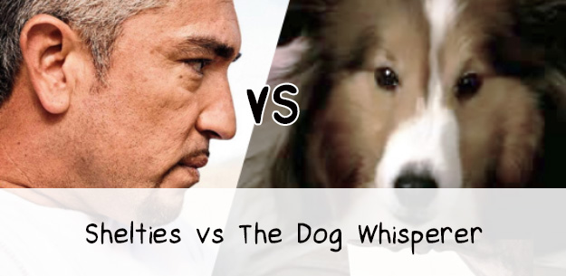 Shelties vs The Dog Whisperer, Cesar Millan Shelties vs The Dog Whisperer, Cesar Millan