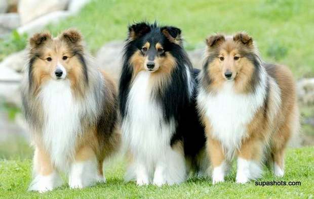 Shelton Shelties Shelton Shelties