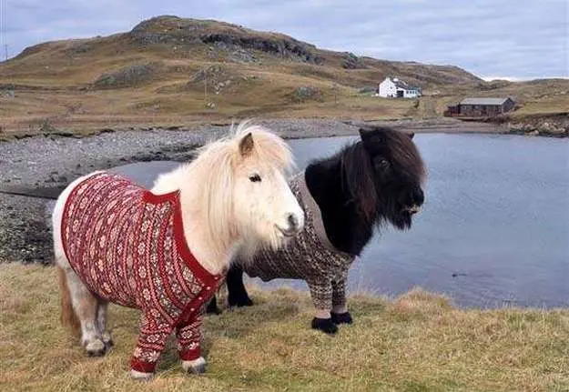 Shetland Ponies Shetland Ponies