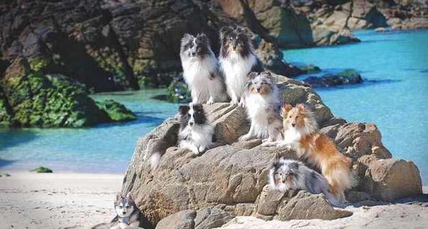 Shetland Sheepdog Breeders in Australia Shetland Sheepdog Breeders in Australia