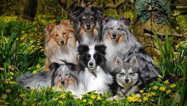 Sheltie Photography by Kaylee Robertson Sheltie Photography by Kaylee Robertson