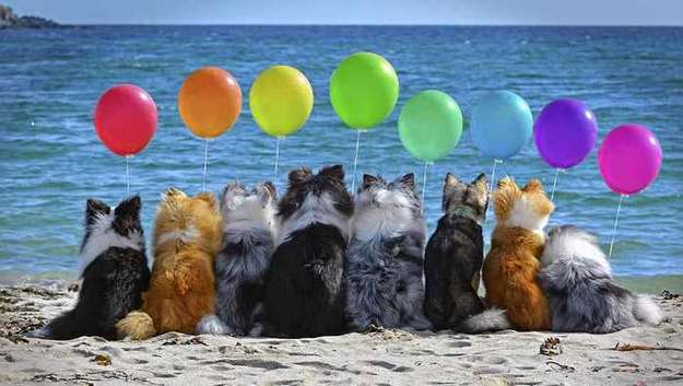 Shetland Sheepdog Breeders in New Zealand Shetland Sheepdog Breeders in New Zealand