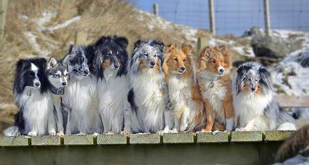 Shetland Sheepdog Breeders in The UK Shetland Sheepdog Breeders in The UK