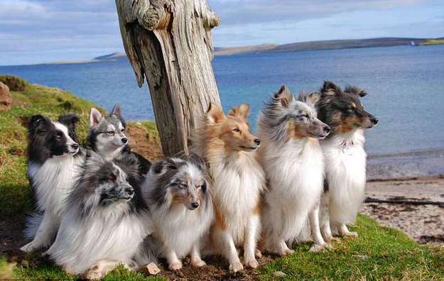 Shetland Sheepdog Breeders Shetland Sheepdog Breeders