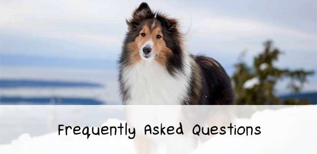 The Shetland Sheepdog FAQ The Shetland Sheepdog FAQ