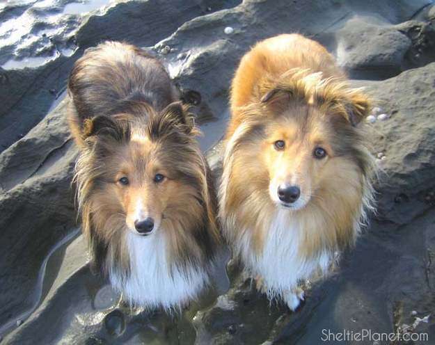 Shetland Sheepdog Grooming Shetland Sheepdog Grooming