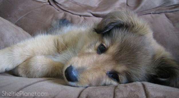 Shetland Sheepdog Puppy being cute Shetland Sheepdog Puppy being cute