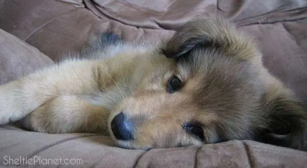 Shetland Sheepdog Puppy being cute Shetland Sheepdog Puppy being cute