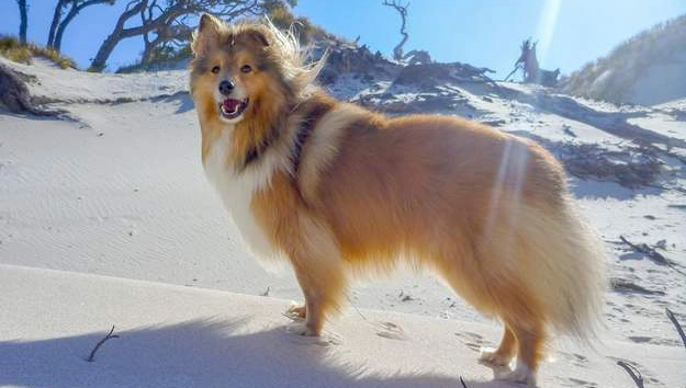 My Shetland Sheepdog