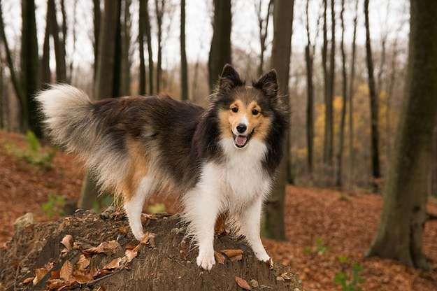 Should I Neuter My Dog? Should I Neuter My Dog?
