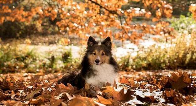 Should I Spay My Dog? Should I Spay My Dog?