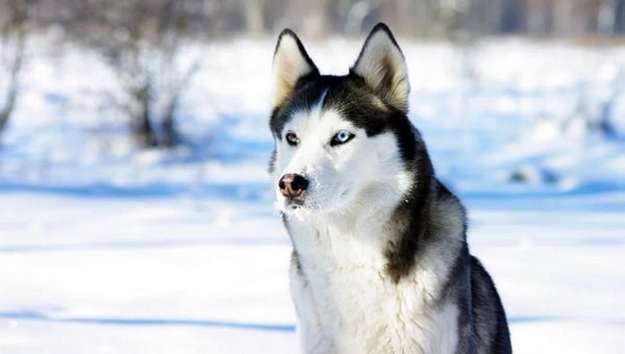 Siberian Husky Siberian Husky