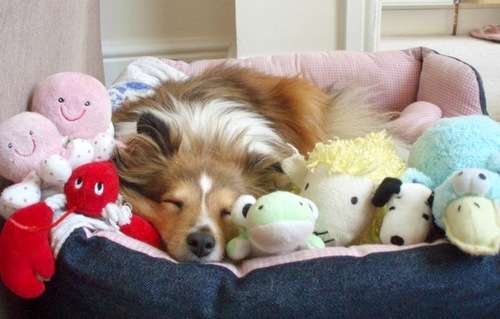 Sleeping Sheltie