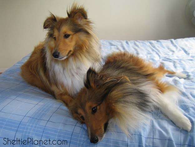 Sleepy Shelties Sleepy Shelties