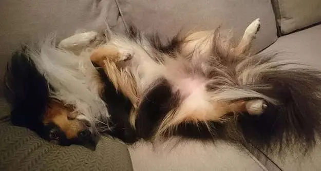 Sleepy Shetland Sheepdog