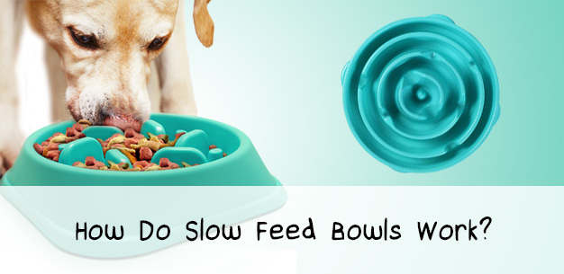 Slow Dog Feed Bowls Slow Dog Feed Bowls