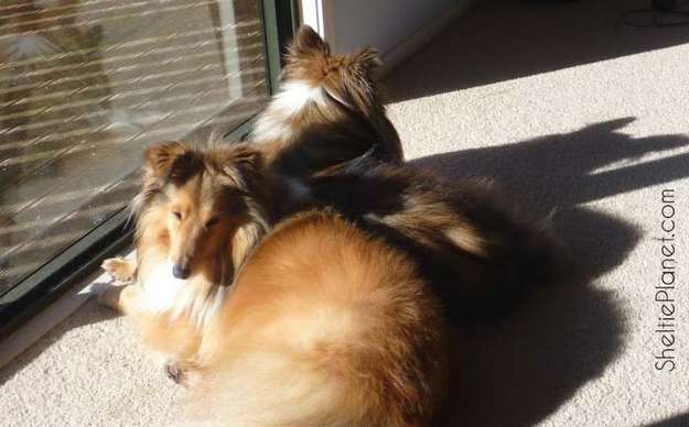 Just some well-groomed Shelties Just some well-groomed Shelties