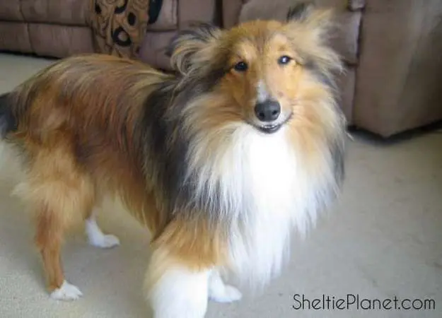 Figure out the underlying cause of your dog's whining before you try to stop it Figure out the underlying cause of your dog's whining before you try to stop it