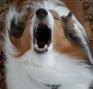 How to Stop Your Sheltie Barking How to Stop Your Sheltie Barking