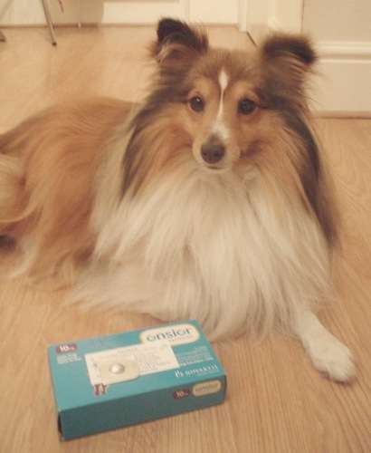 Sweet Sheltie