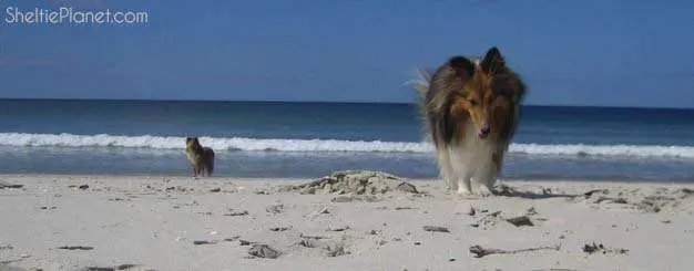 Two Shetland Sheepdogs at the beach Two Shetland Sheepdogs at the beach