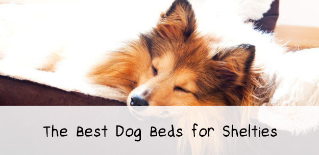 The Best Dog Beds for Shelties The Best Dog Beds for Shelties