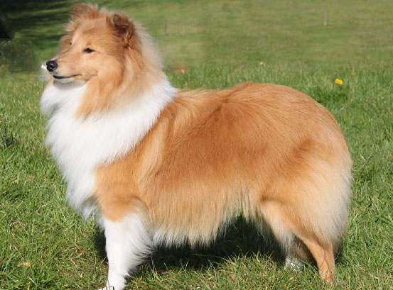 The Golden Sable The Golden Sable