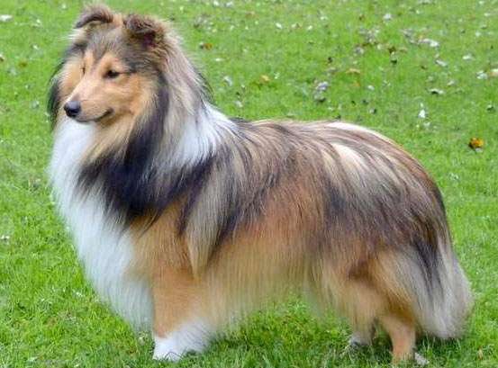 The Sable Sheltie The Sable Sheltie