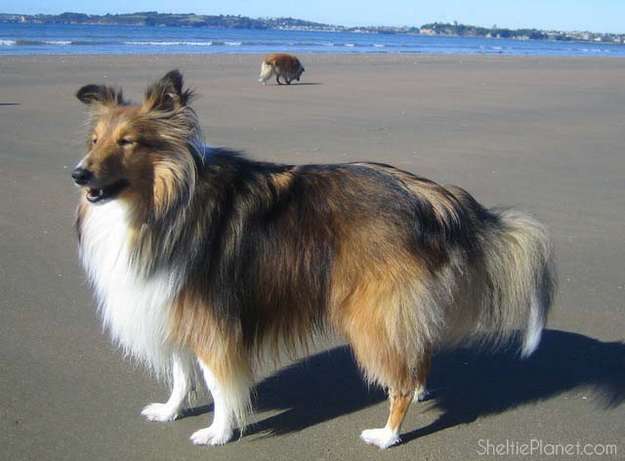 The Sheltie Dog The Sheltie Dog