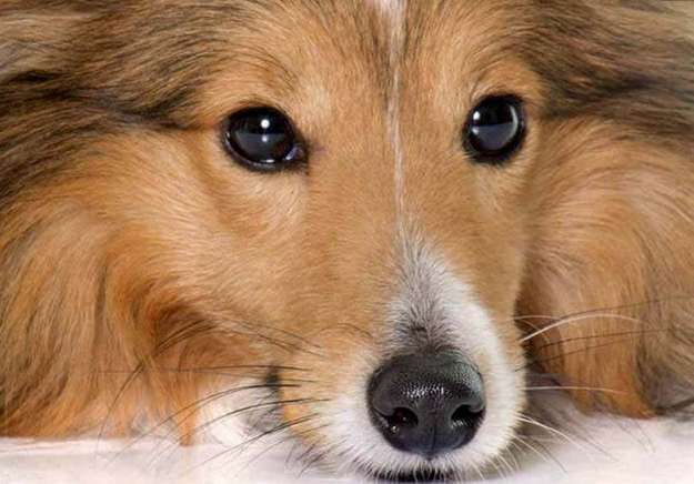 The Sheltie Standard The Sheltie Standard
