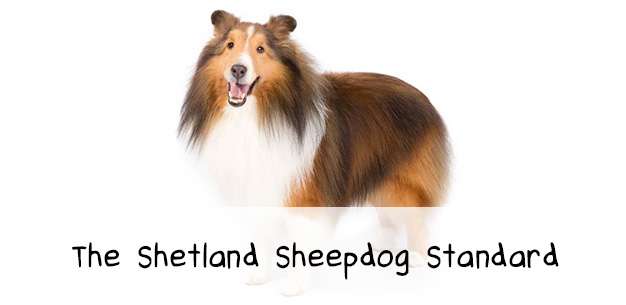 The Shetland Sheepdog Breed Standard The Shetland Sheepdog Breed Standard