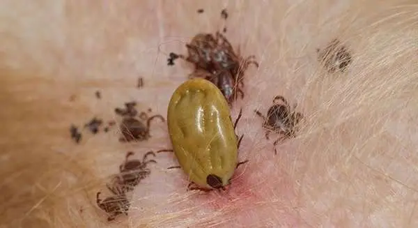 Ticks Biting Dog Skin Ticks Biting Dog Skin