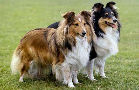 sheltie shelties toonies history known early were